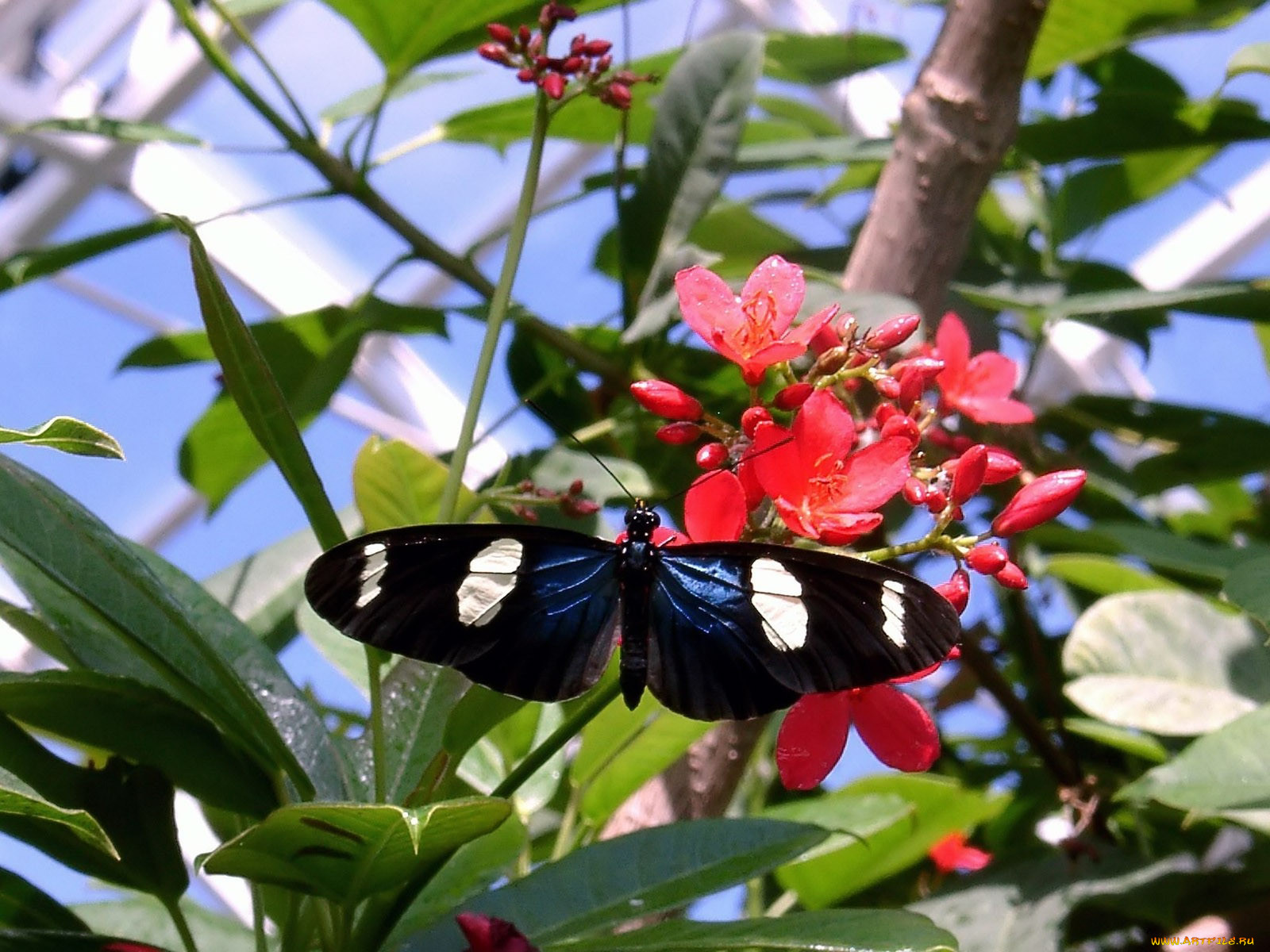 flying, high, butterfly, , 